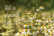 Matricaria Chamomilla Script, a Script Font by Jelena Sardi (Thumbnail 4 of 6)