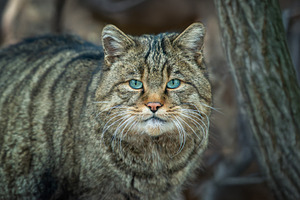 A wild cat observed in its natural habitat, showcasing striking, an Animal Photo by Byrdyak