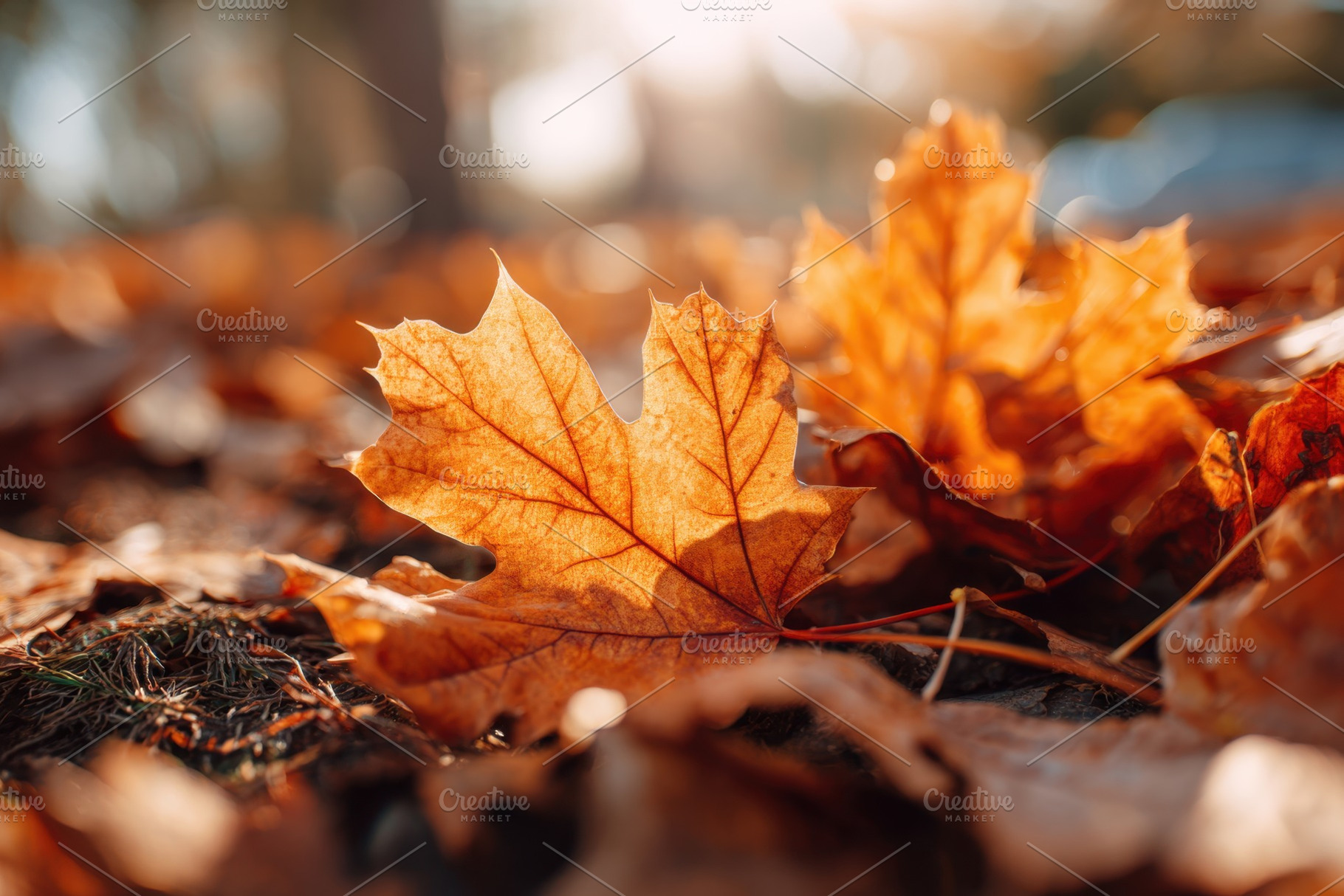 Autumn leaves in vibrant orange and brown, a Nature Photo by AlyaAnd