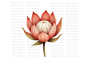 Dried Protea Bloom, a Decorative Illustration by Bloom Craft Creations (Thumbnail 3 of 10)