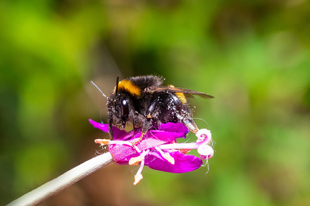 A buff-tailed bumblebee queen (Bombu, an Animal Photo by AlexBush