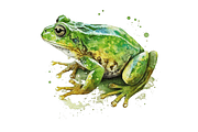 Watercolor Green Frog Clipart Bundle, an Object Graphic by Regulrcrative (Thumbnail 5 of 7)