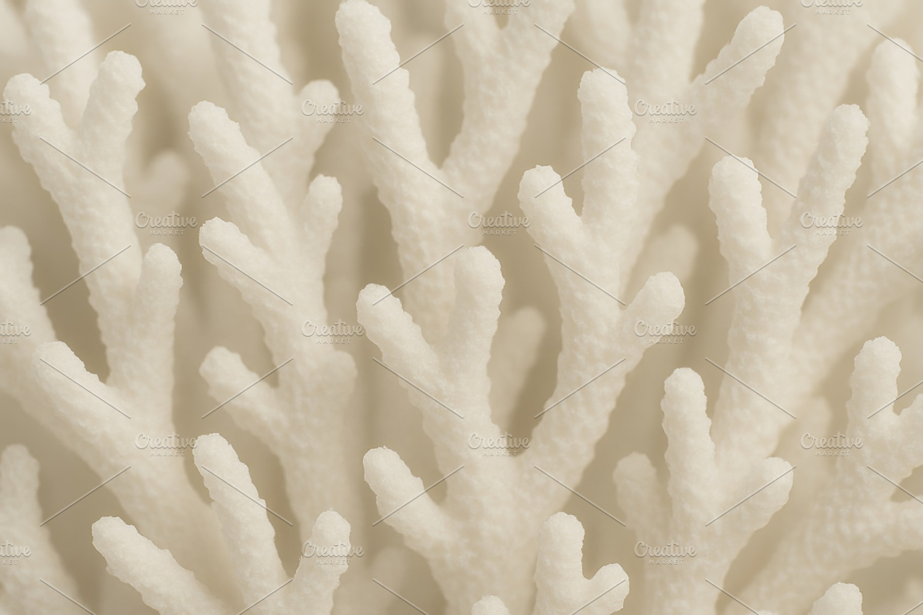 White coral texture closeup creating organic abstract background, a Photo by Dvoevnore photos