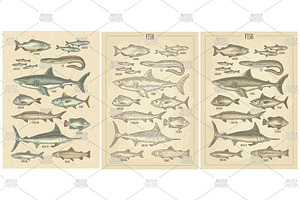Different types fish engraving