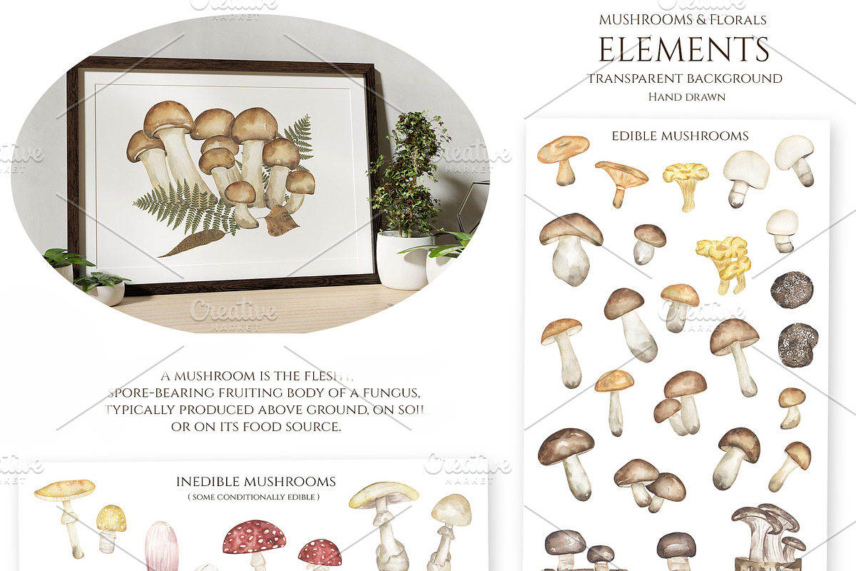 Watercolor Mushrooms Collection, an Education Illustration by MayaNavits (Photo 2 of 14)