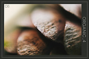 Organic 4 | 20 Botanical Photos, a Nature Photo by Melanie Helena (Thumbnail 9 of 21)
