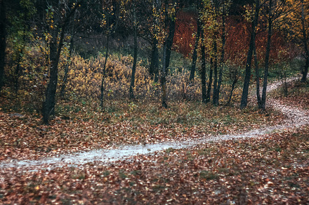 Landscape footpath in the autumn yellow forest. Retro style, a Nature Photo by TanaCh