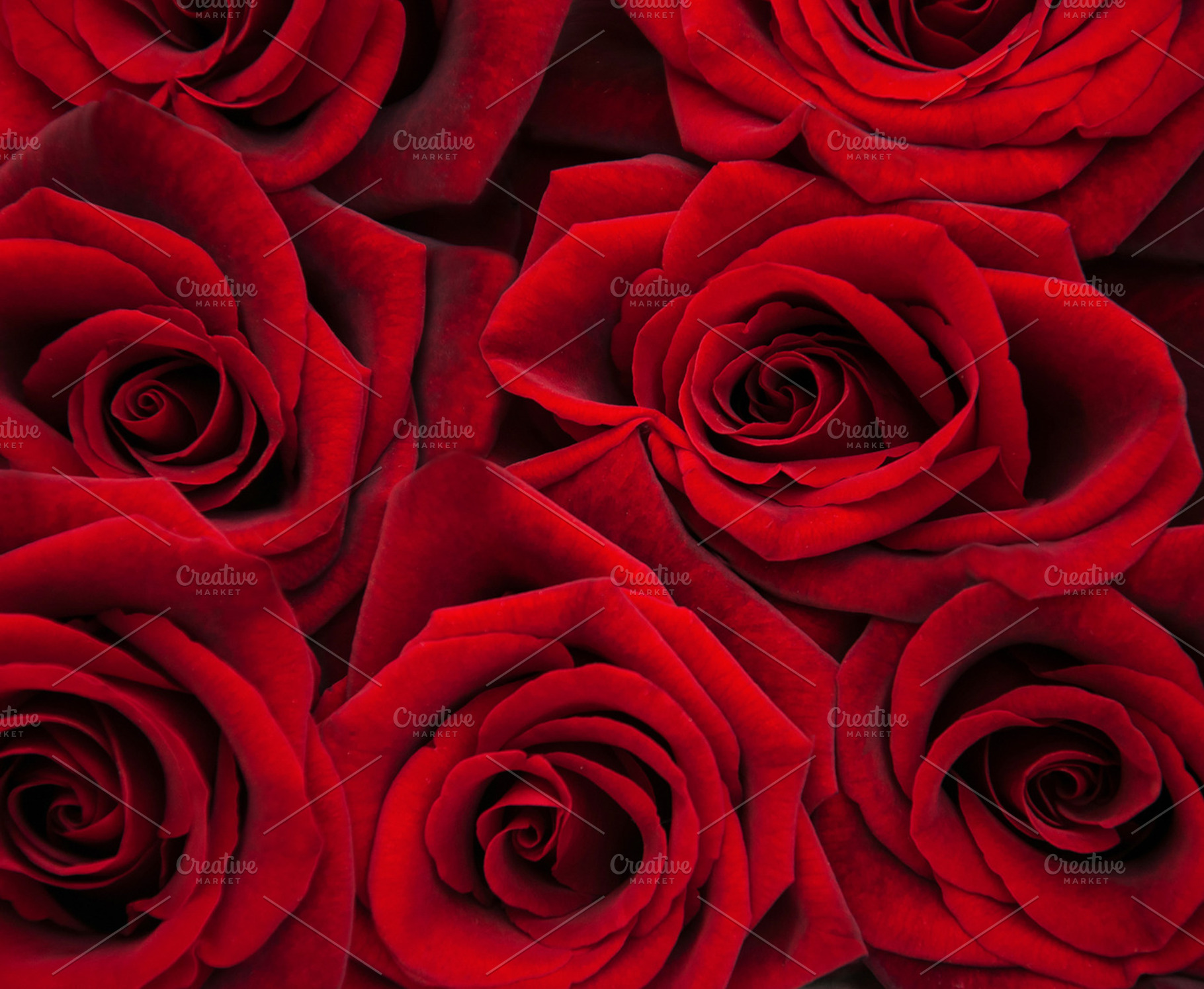 Red roses containing rose, petals, and red, a Holiday Photo by Olena Rudo