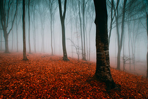 Mysterious surreal autumn forest