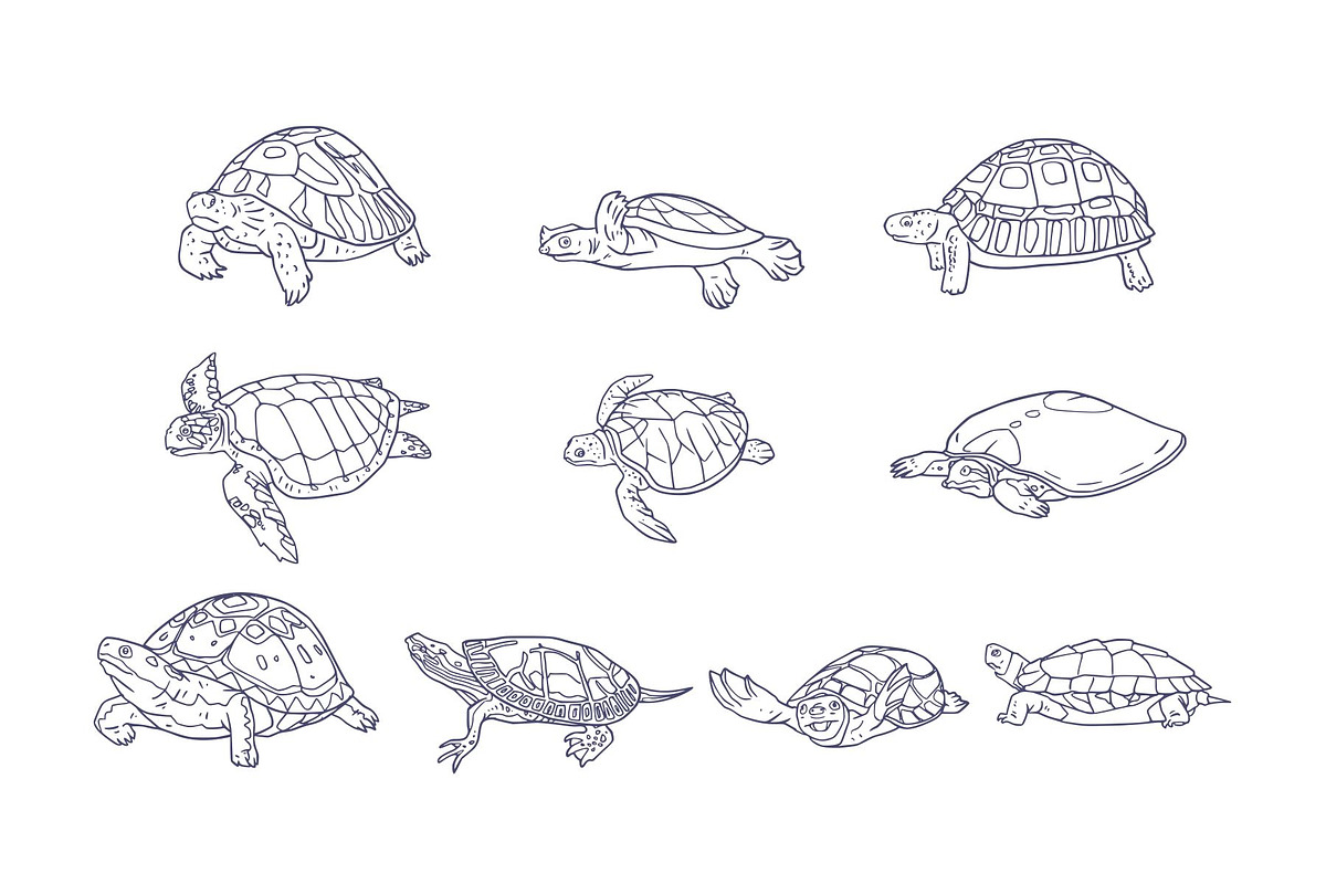 Breeds Turtle Handdrawn Vol 2, an Animal Illustration by SLAB! Design (Photo 3 of 3)