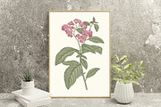 Seamless Flowers heliotrope pattern, a Pattern Graphic by Vintage (Thumbnail 14 of 16)