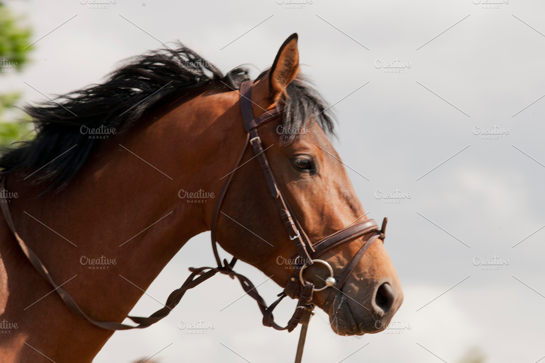 Horse Featuring Horse Friend And Harness