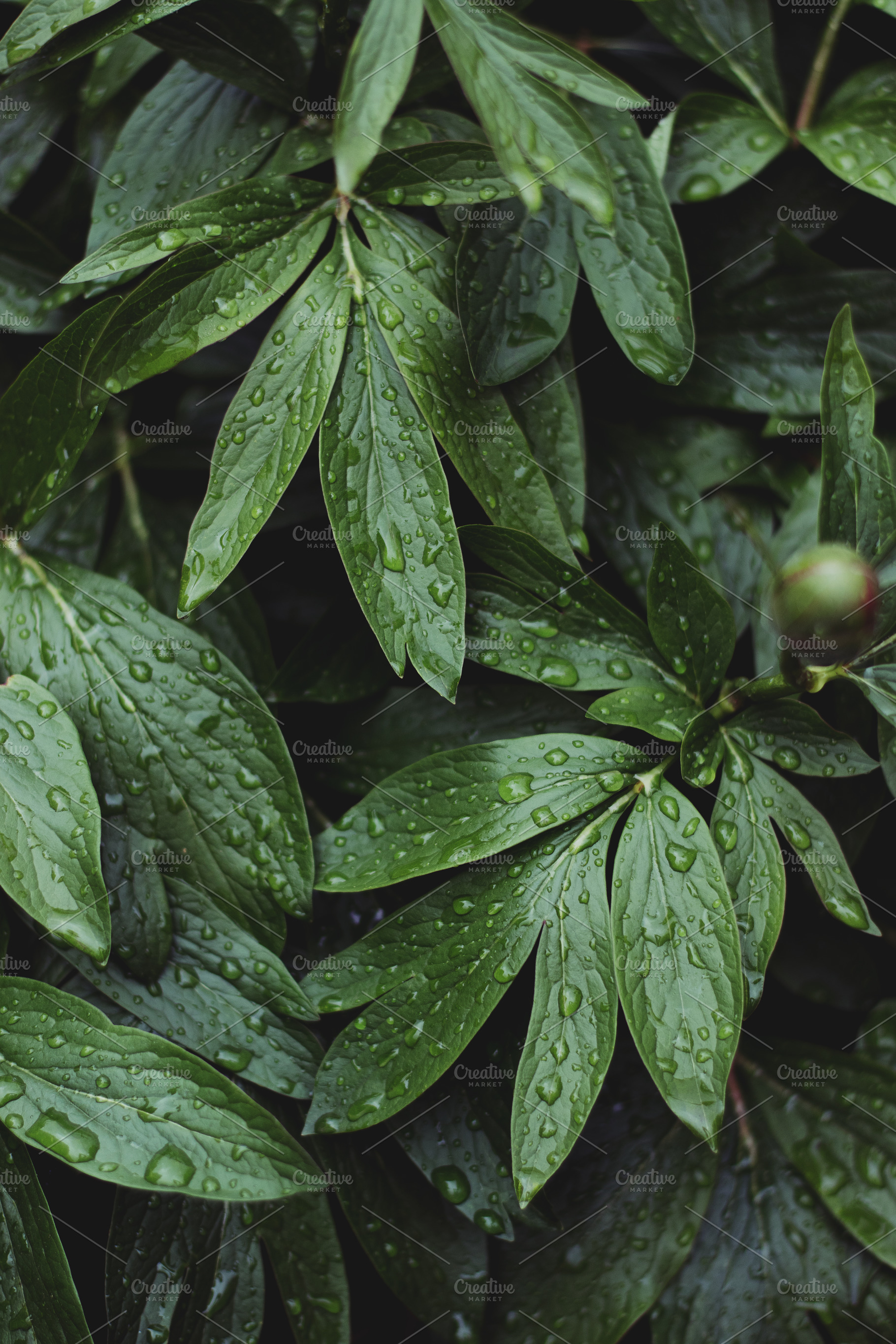 Lush greenery with raindrops containing lush, green, and leaves, a Nature Photo by René Jordaan Photography