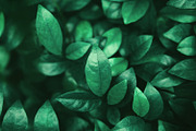 Natural Leaf Texture Background. Closeup of Green Leaf Surface., a Photo by salmon.black (Thumbnail 1 of 3)
