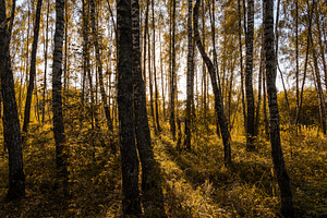 Sun setting through birch tree trunks in forest. Golden light illuminating autu, a Nature Photo by Eugene_Photo