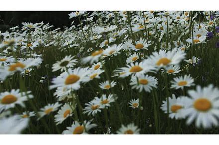 Close up of daisy flowers in a, a Nature Photo by Media Whale Stock