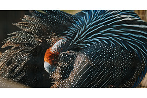 The vulturine guinea fowl -, an Animal Photo by Our Amazing World