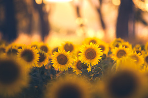 Sunflower field in the summer, a Nature Photo by Mark Borbely