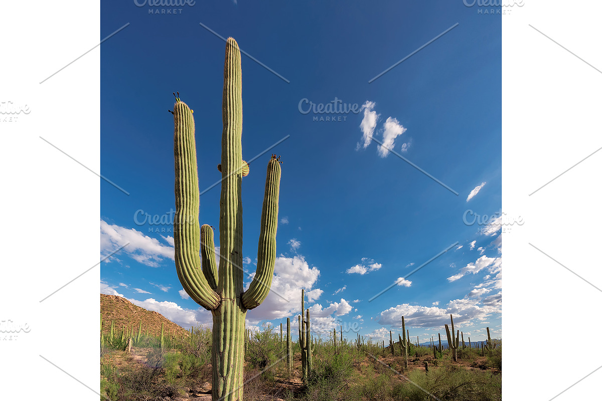 Saguaro cactus featuring phoenix, usa, and landscape, a Nature Photo by Lucky Photographer (Photo 1 of 2)
