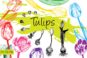 Tulips. Engraving bulb flowers