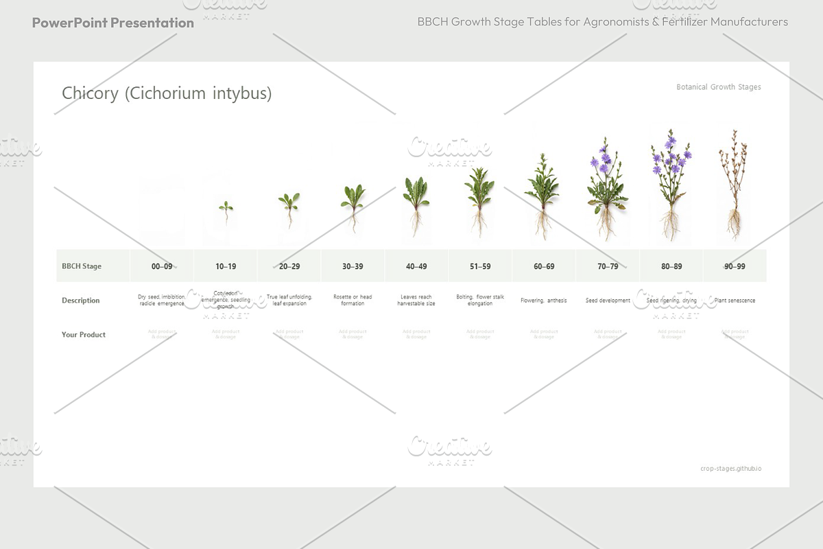 BBCH Growth Stages, Leafy & Herbs, a Presentation Template by Ilia Design (Photo 3 of 9)