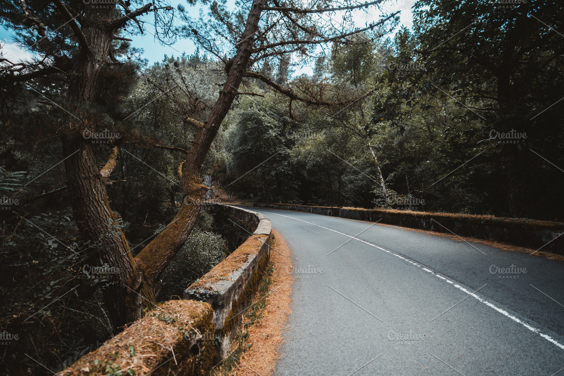 Forest road curve, a Transportation Photo by SkyNext