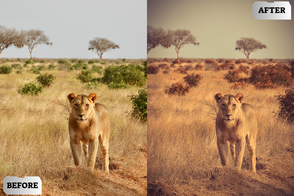Old Film Lightroom Presets, a Preset Add-On by ARTSYNO (Photo 3 of 5)