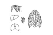 Human Skeleton Structure, a Healthcare Illustration by Tettygreen (Thumbnail 2 of 3)