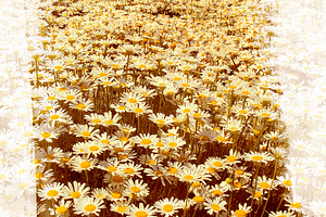 Flower Painting, a Nature Photo by THP Creative