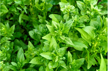 Green spinach growing in the garden, a Food & Drink Photo by darksoul72