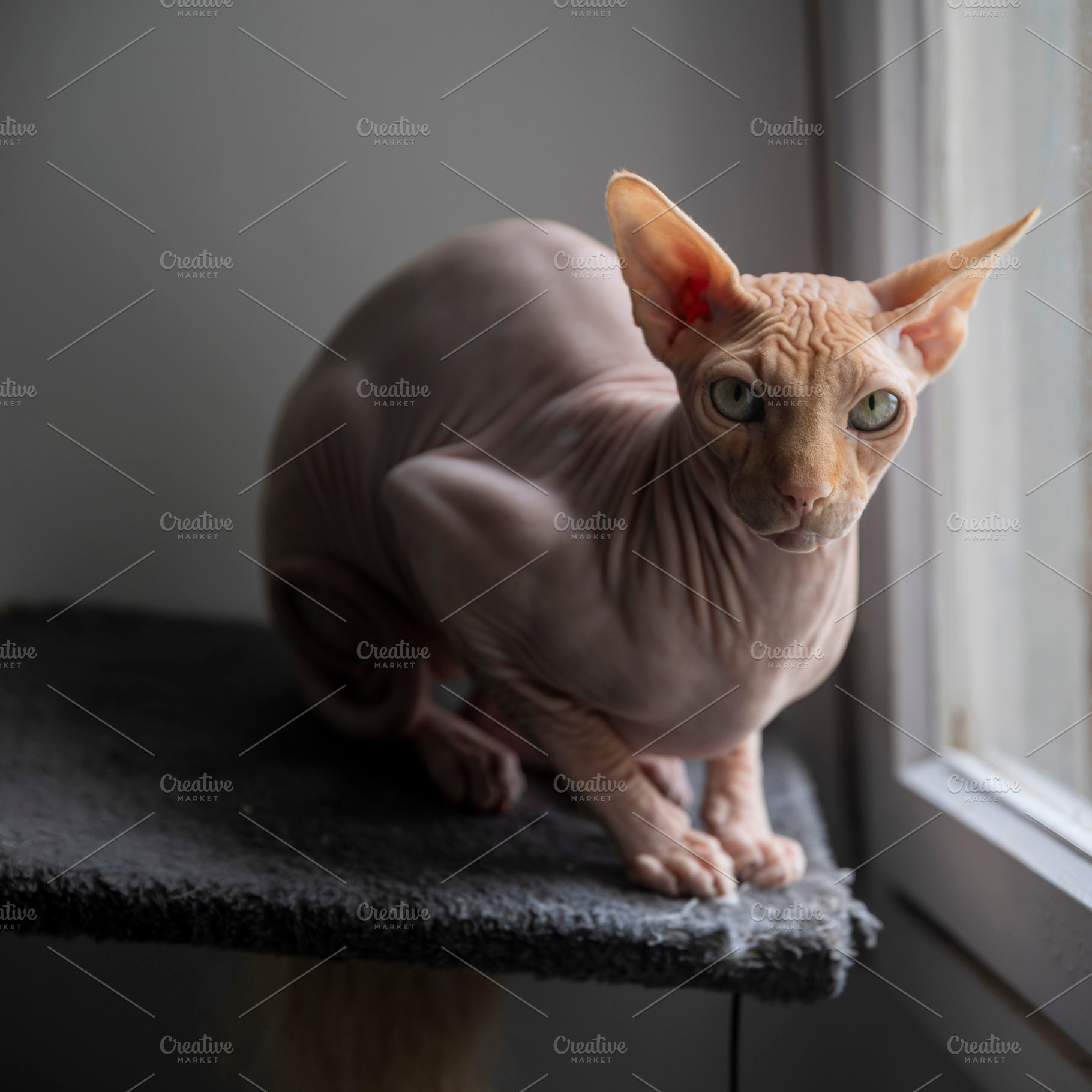 Candid moment of a hairless Sphynx c, an Animal Photo by Imaginarium