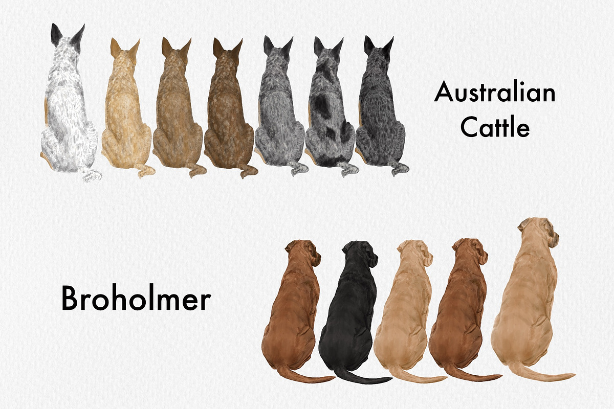 Watercolor Dog Breeds Clipart., an Animal Illustration by ColorfulPT (Photo 4 of 8)