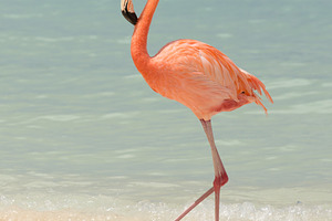 A flamingo on a tropical beach