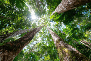 Tall trees in a lush rainforest with sunlight, a Nature Photo by AlyaAnd