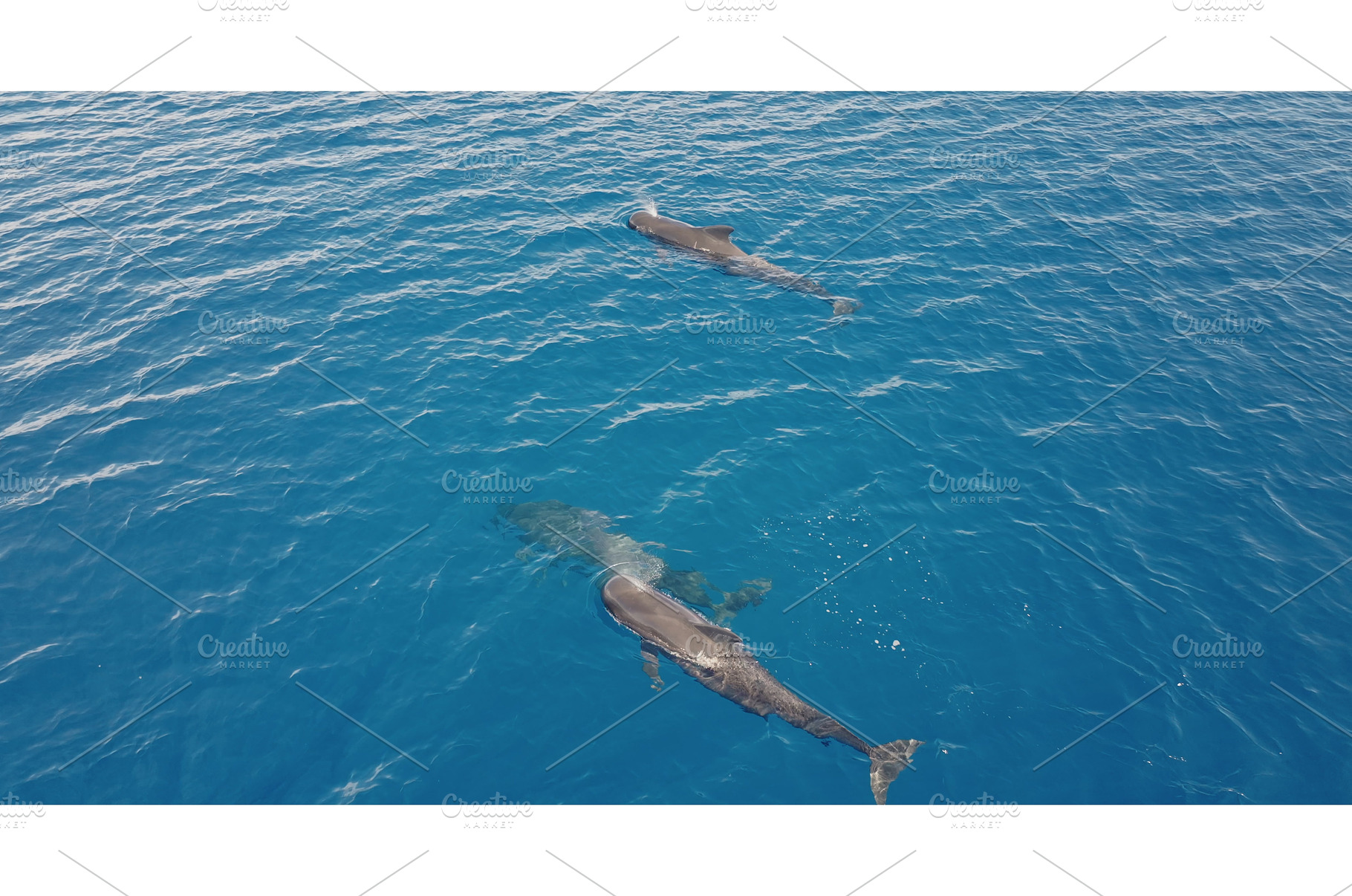 Two pilot whales swimming in blue, an Animal Photo by Goinyk