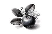 Fruits and Vegetables Black Engraved, a Food Illustration by JeksonGraphics (Thumbnail 5 of 5)