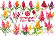 Celosia Flower Clipart, an Illustration by Dream Creation (Thumbnail 1 of 6)