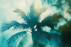 Palm silhouette in soft light, a Photo by Beautiful things