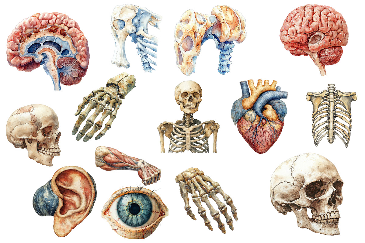 Antique Anatomy clipart, an Illustration by Designworld (Photo 2 of 4)