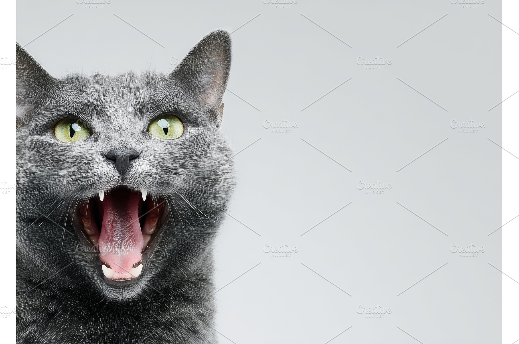 The gray cat glances up, emitting a, an Animal Photo by ZinetroN