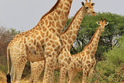 Giraffe Symmetry - African Wildlife, an Animal Photo by Wildlife Wonder (Thumbnail 1 of 2)