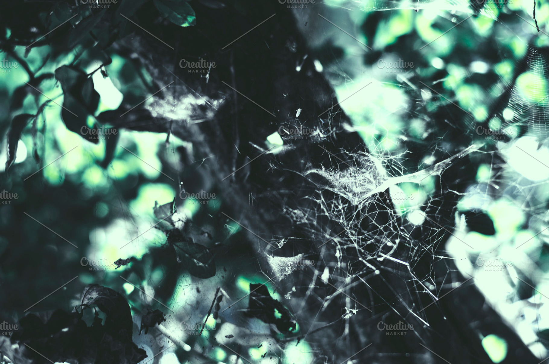 Spider's Web on Tree Trunk, a Nature Photo by Shots By RC