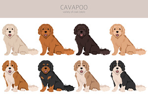 Cavapoo Clipart