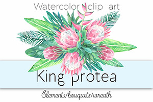 King Protea. Watercolor Clip Art.