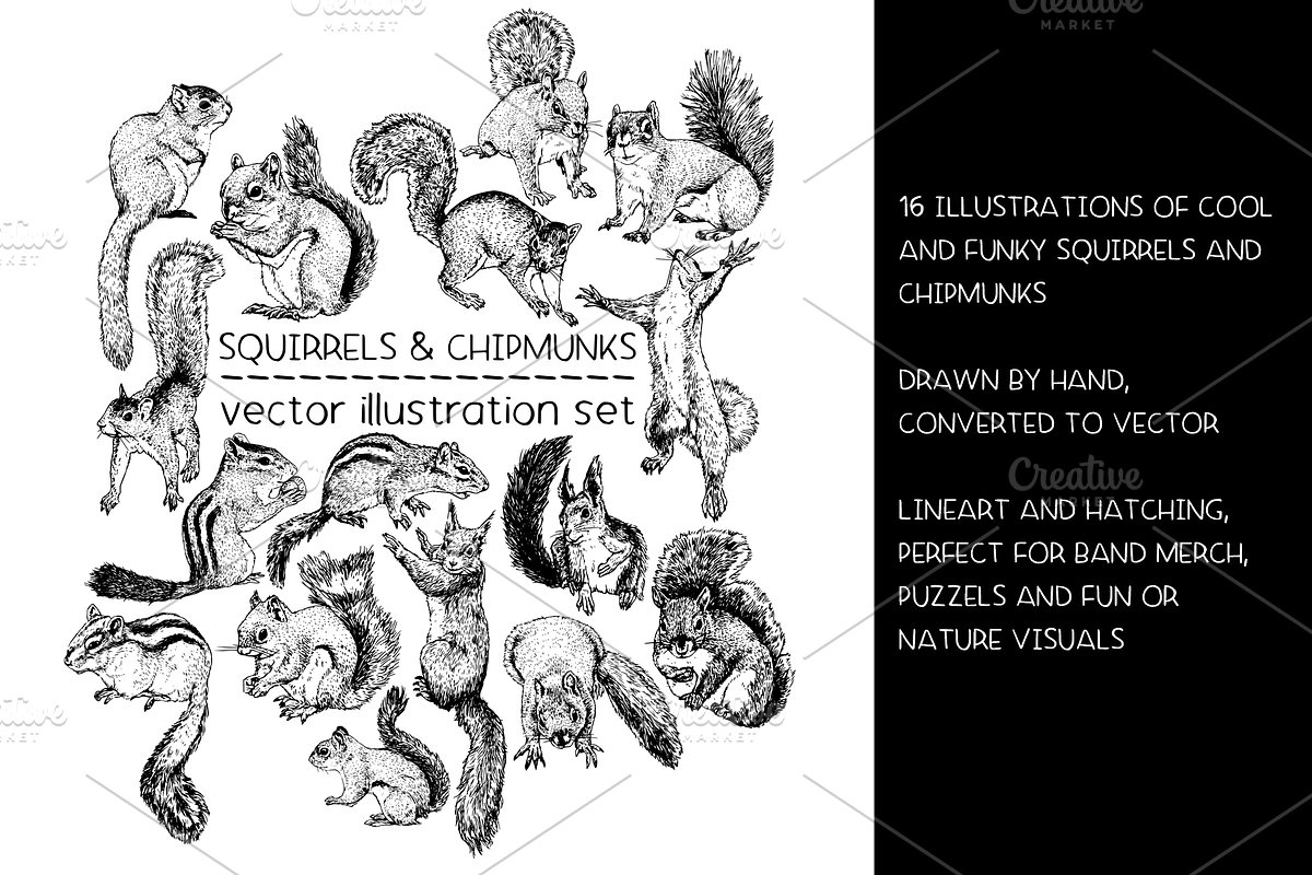Squirrels & chipmunks illustrations, an Animal Illustration by Renée from Studio neetje (Photo 2 of 4)