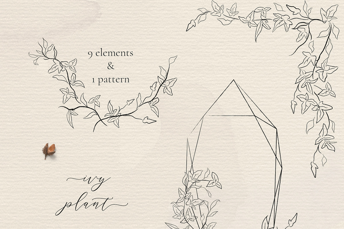 Line drawing Ivy plant illustrations, an Illustration by Olya Creative (Photo 1 of 3)