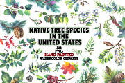 Native tree species in the USA, a Seasonal Illustration by FITALARTSNEDIGI (Thumbnail 1 of 7)