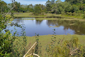 Still pond reflecting surrounding forest, a Nature Photo by DanFLCreativo