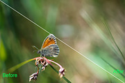 Nature Photoshop Actions 220 Bundle, an Action Add-On by ARTNEST (Thumbnail 2 of 12)