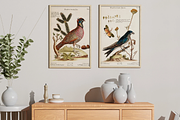 100+ Johann Michael Seligmann, an Animal Illustration by Digital Museum (Thumbnail 6 of 10)